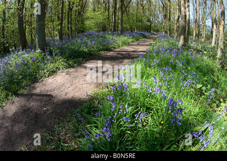 Native bluebell Hyacinthoides non-scripta alongside woodland walk Gamlingay wood Cambridgeshire Stock Photo