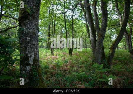 Mixed woodland, sud-Touraine, France Stock Photo