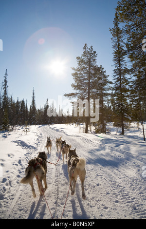 A dogsledge ride with siberian huskies in winterly Lapland / northern Sweden Stock Photo