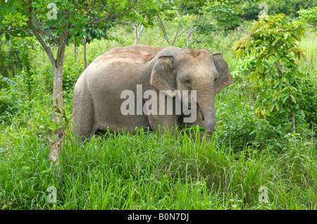Wild female asian elephant Elephas maximus at Kui Buri National Park Thailand Stock Photo
