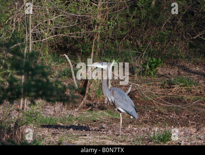 A Great Blue Heron on the bank of a river. Marshy river scene. Stock Photo