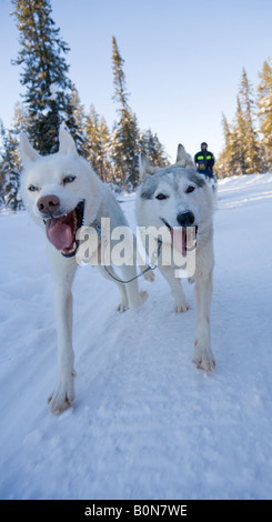 A dogsledge ride with siberian huskies in winterly Lapland / northern Sweden Stock Photo