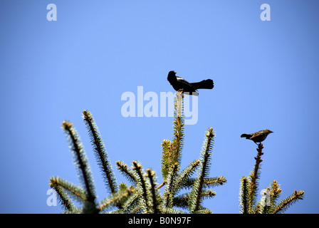 Male and female Red-Winged Blackbird in pine tree. Stock Photo