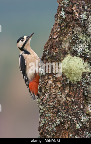 Great spotted woodpecker Dendrocops major adult male on birch branch Speyside Scotland Stock Photo