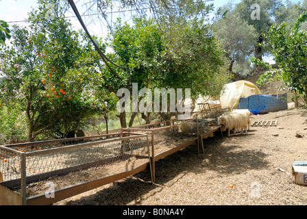 Sheep at the backyard, Platanias, Crete, Greece, Europe. Stock Photo