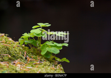 Clover growing on a litle rock into the forest Stock Photo