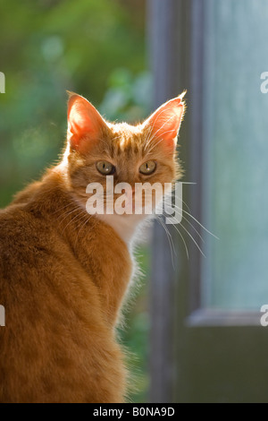 Adult female ginger cat (Felis catus) making eye contact with the camera. Fur is backlit Stock Photo