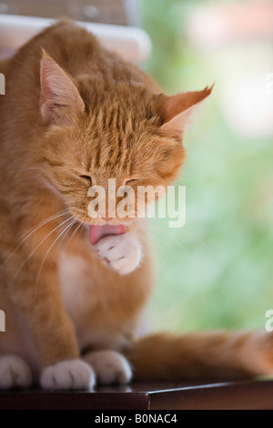 Adult female ginger cat (Felis catus) grooming herself and licking her paw Stock Photo