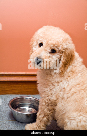 Labradoodle puppy sitting at water bowl Stock Photo