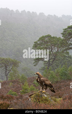 Golden eagle Aquila chrysaetos sub adult in winter shower Stock Photo