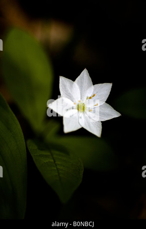 Trientalis europaea Chickweed Wintergreen flower or Arctic starflower Stock Photo