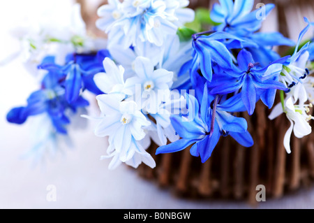 Blue bouquet of first spring flowers closeup Stock Photo
