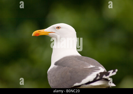 Herring Gull (Larus argentatus) Stock Photo