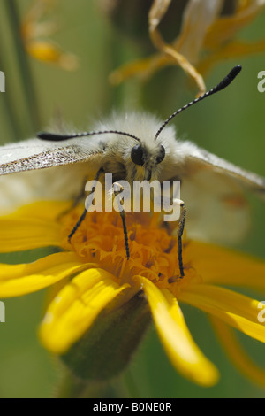 apollo Parnassius apollo butterfly farfalla insect insetto prateria alpina dal Money montagna Cogne Parco Nazionale Gran Paradis Stock Photo