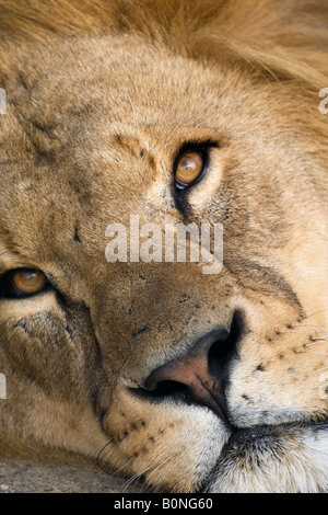 Close up of lion face,Kent,England,United Kingdom Stock Photo