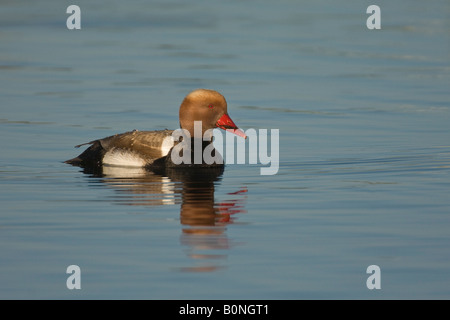 Red crested pochard Netta rufina adult male Portugal Stock Photo