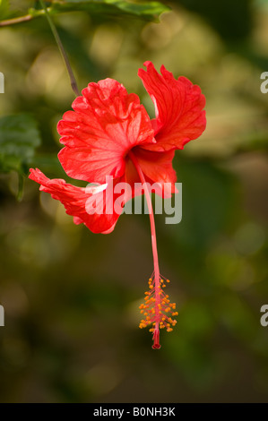COSTA RICA Red Hibiscus Flower in rainforest setting Caribbean Slope Stock Photo