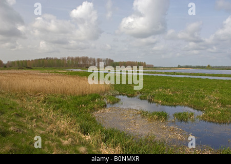 Freshwater marsh, flood and reedbed at Lakenheath Fen RSPB reserve, Suffolk. Stock Photo