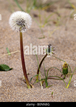 A Dandelion, Taraxacum officinale, growing in sand on the beach Stock Photo
