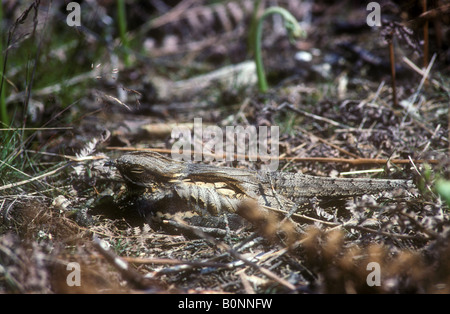 Nightjar sitting on nest – a perfect illustration of camouflage Stock Photo
