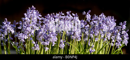 A LONG ROW OF BLUEBELLS AGAINST A DARK BACKGROUND PHOTOGRAPHED IN A GARDEN.