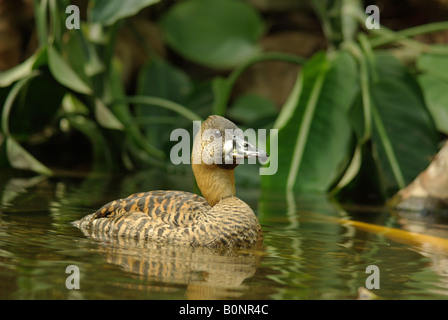 African white backed duck Thalassornis leuconolus Stock Photo