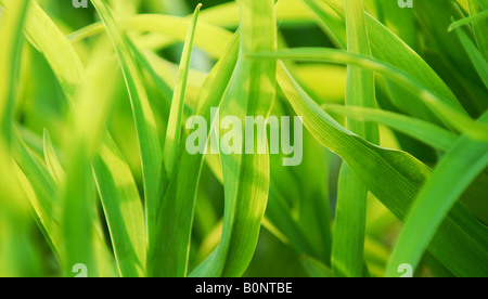 Background of green plant leaves backlit by sun Stock Photo