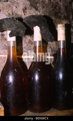 Old mould covered bottles of Tokaji wine stored in the cellar/ Hungary Stock Photo