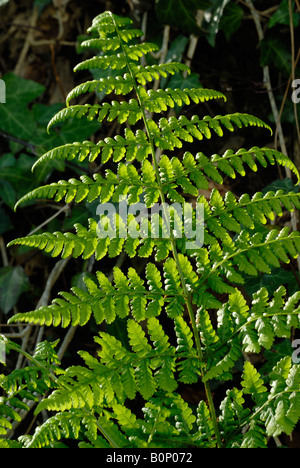 Broad buckler Fern Dryopteris austriaca, Wales, UK. Stock Photo