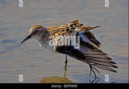 Little Stint stretching wings after preening, Kalloni Salt Pans, Lesbos, Greece. Stock Photo