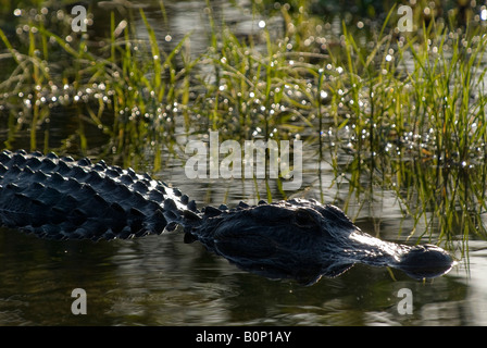 American Alligator soaks up sunlight at edge of pond, Everglades National Park, Florida Stock Photo