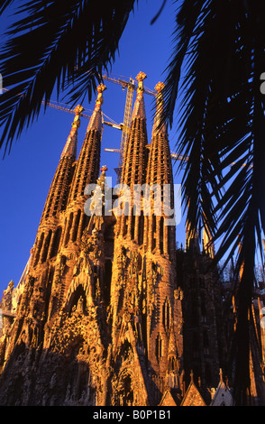 Sagrada Familia at dawn through palm trees Designed by Antoni Gaudi  Barcelona Catalunya Spain Stock Photo