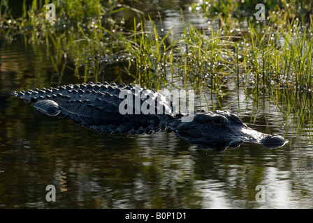 American Alligator soaks up sunlight at edge of pond, Everglades National Park, Florida Stock Photo