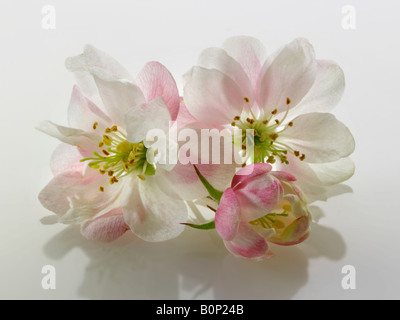 Apple blossom against a white background for cut out Stock Photo
