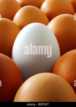 Close up of eggs. Brown eggs with one white duck egg. Stock Photo