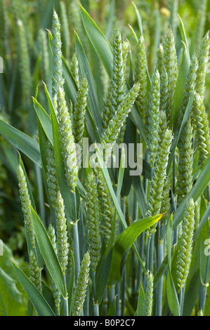 Close up of wheat ears in a crop of winter wheat Stock Photo