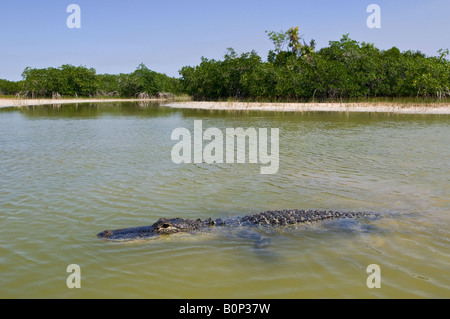 American Alligator swims in dry season shallow pond surrounded by mangrove trees, Everglades National Park, Florida Stock Photo