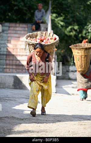 A woman carrying apples in a container on its back at Manali Himachal Pradesh, India Stock Photo