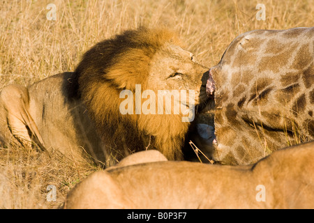 Male lion contentedly feeds on carcass of recently killed giraffe in grassy field on Chief's Island, Okavango Delta, Botswana. Stock Photo