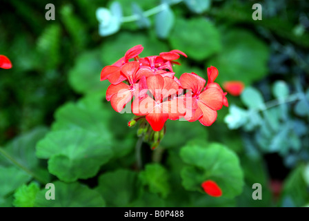 Red Flower Impatiens walleriana hybrid - 'Super Elfin Red' Stock Photo