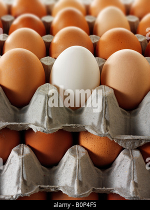 Close up of a stack egg trays stacked on top of each other. Brown eggs with one white duck egg. Stock Photo