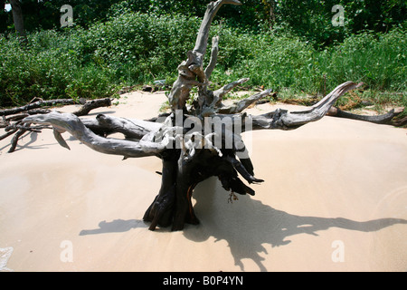 A drift wood at elephant beach, havelock island, andaman,india Stock Photo