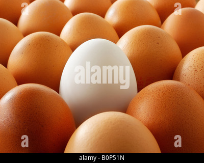 Close up of  eggs. Brown eggs with one white duck egg. Stock Photo