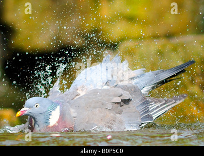 Wood Pigeon (Columba palumbus) Bathing Stock Photo