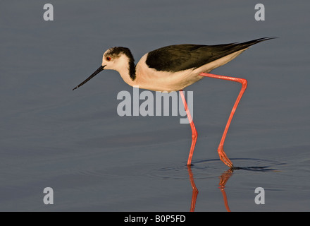 Black-winged Stilt wading in Kolloni Salt Pans, Lesbos, Greece. Stock Photo