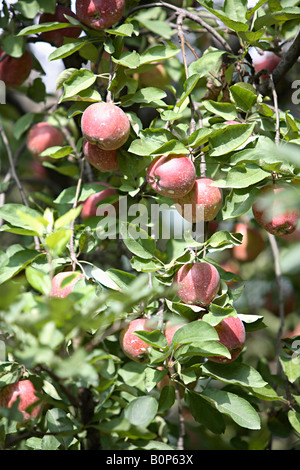 Apples (Malus domestica) at Manali Himachal Pradesh, India Stock Photo