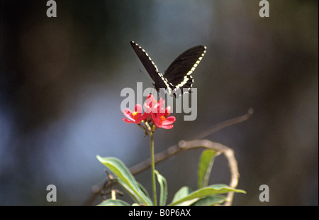 COMMON MORMON BUTTERFLY   papilio polytes Male on  ixora coccinea maharashtra nature park,  Mahim INDIA Papilionidae : Swallowta Stock Photo