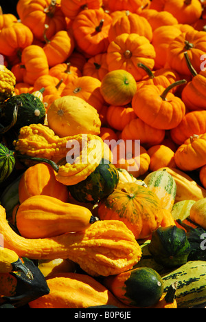 Ornamental pumpkins on farmers market in the fall Stock Photo
