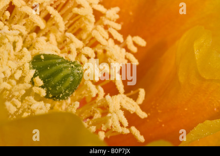 Orange, yellow and red Prickly Pear cactus blossoms Stock Photo