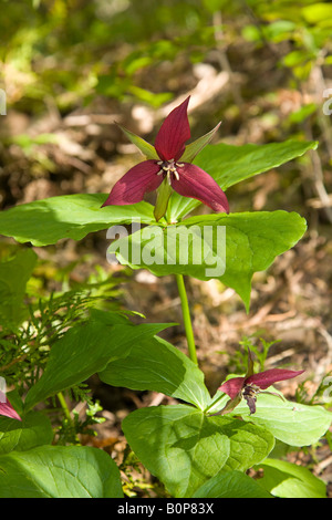 The Trillium the Official Emblem of Ontario Stock Photo